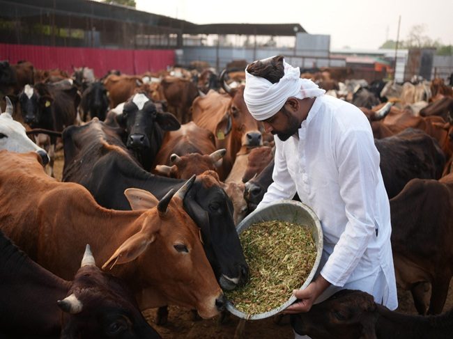Gaushala & Cow Care(650x487)